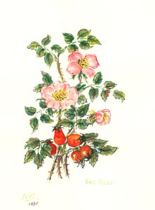 Dog Rose, 1980 (wc papíron)